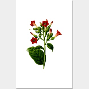 Red Cigar Flower Posters and Art